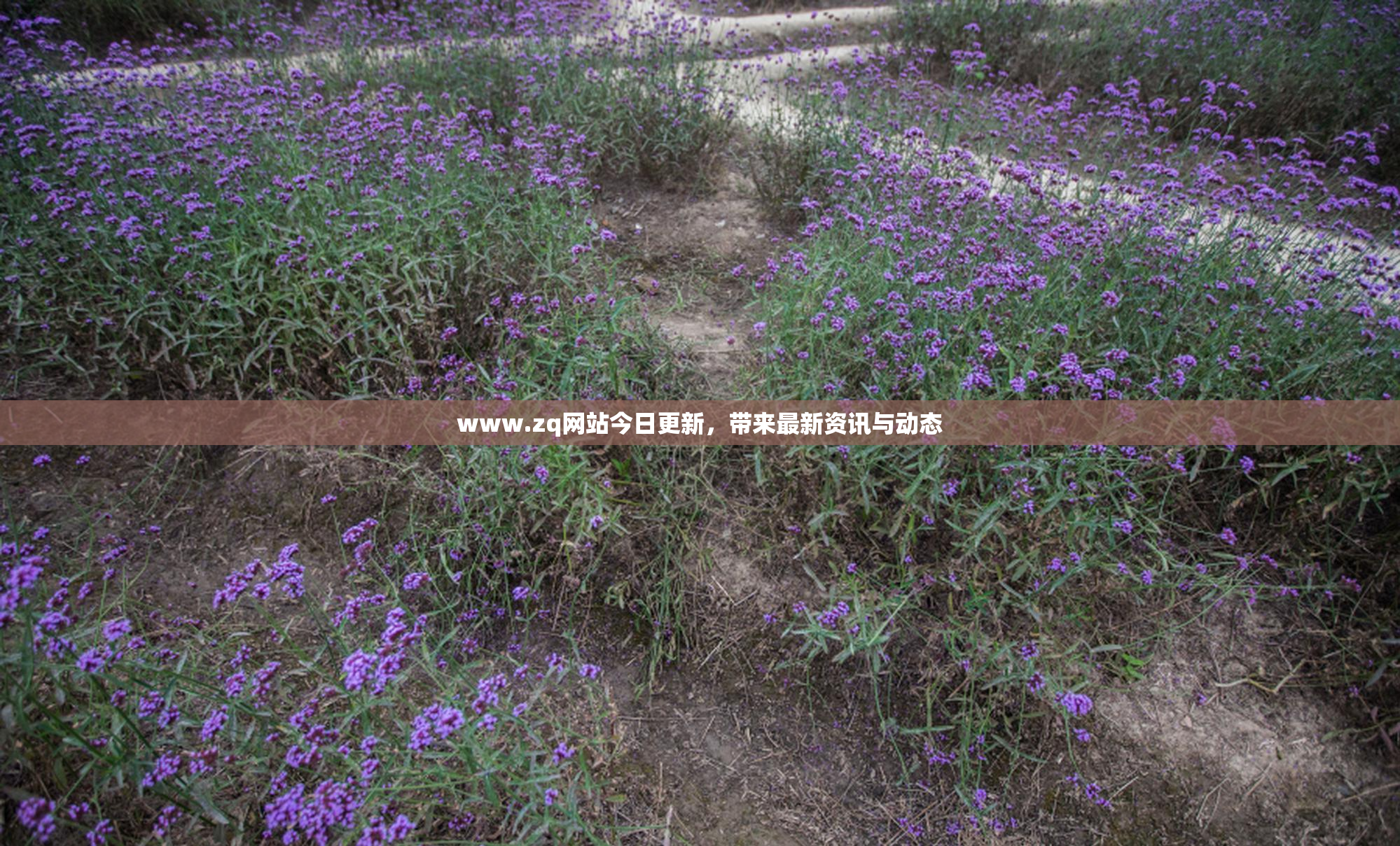 www.zq网站今日更新，带来最新资讯与动态