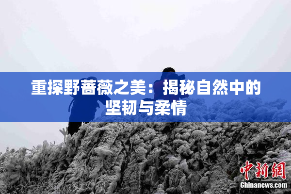 重探野蔷薇之美：揭秘自然中的坚韧与柔情
