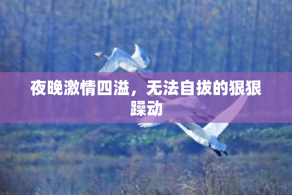 夜晚激情四溢，无法自拔的狠狠躁动