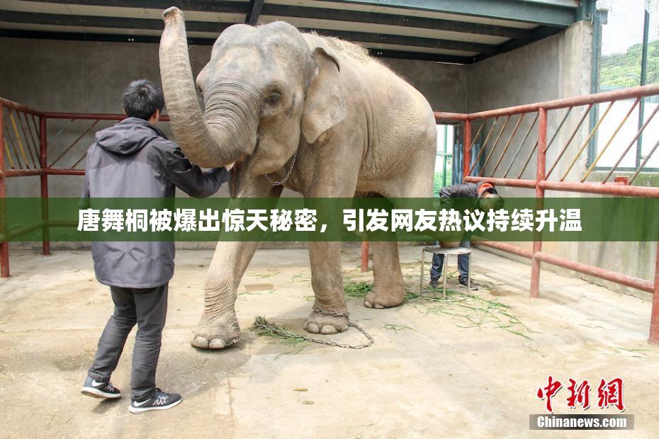 唐舞桐被爆出惊天秘密，引发网友热议持续升温