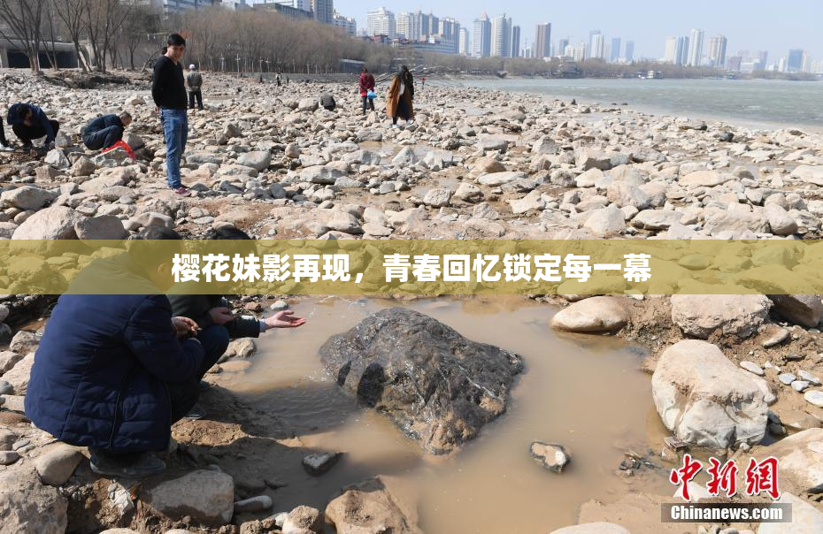 樱花妹影再现，青春回忆锁定每一幕