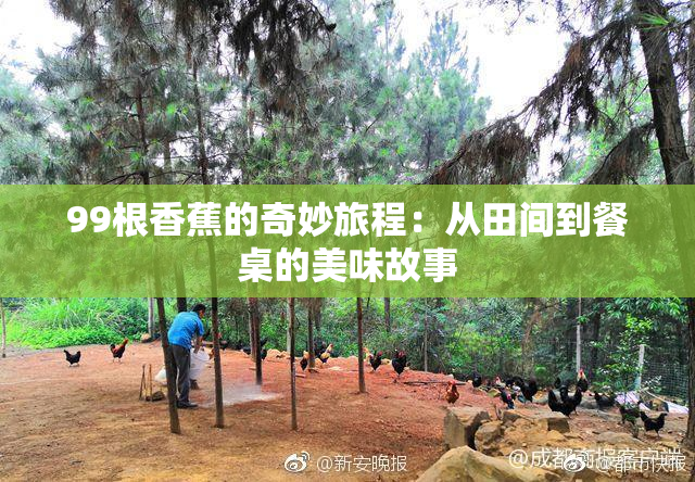 99根香蕉的奇妙旅程：从田间到餐桌的美味故事