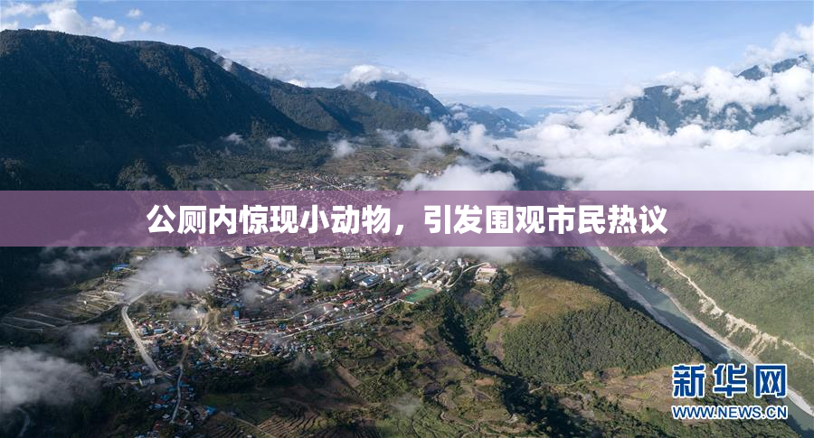 公厕内惊现小动物，引发围观市民热议