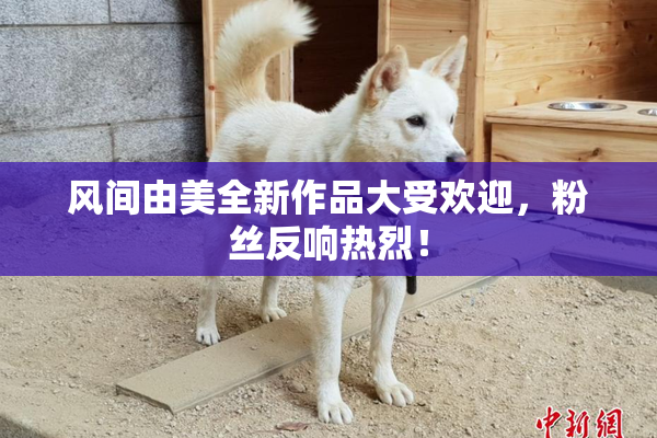 风间由美全新作品大受欢迎，粉丝反响热烈！