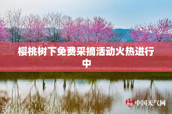 樱桃树下免费采摘活动火热进行中