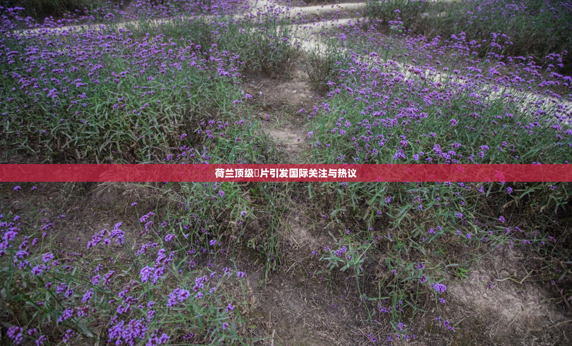 荷兰顶级婬片引发国际关注与热议