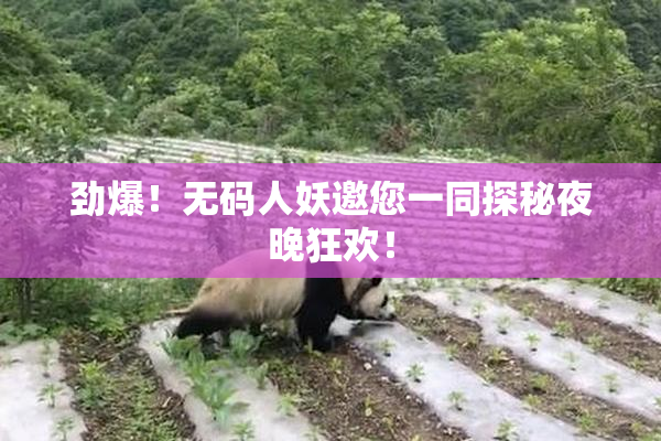 劲爆！无码人妖邀您一同探秘夜晚狂欢！