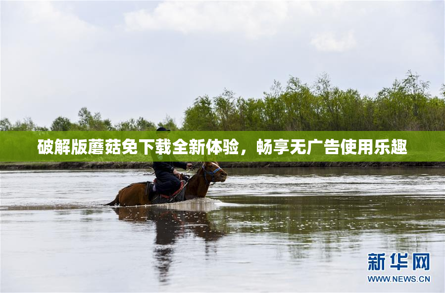 破解版蘑菇免下载全新体验，畅享无广告使用乐趣