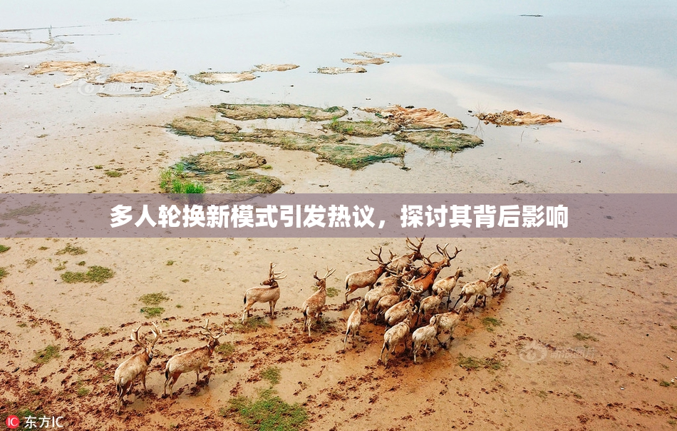 多人轮换新模式引发热议，探讨其背后影响