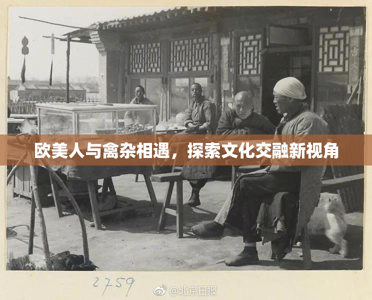 欧美人与禽杂相遇，探索文化交融新视角