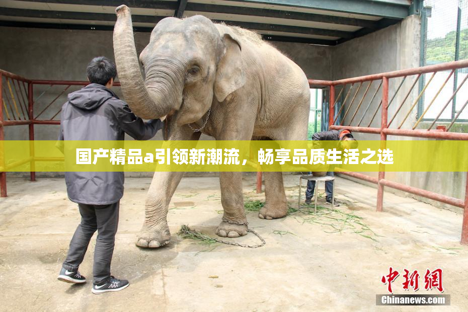 国产精品a引领新潮流，畅享品质生活之选
