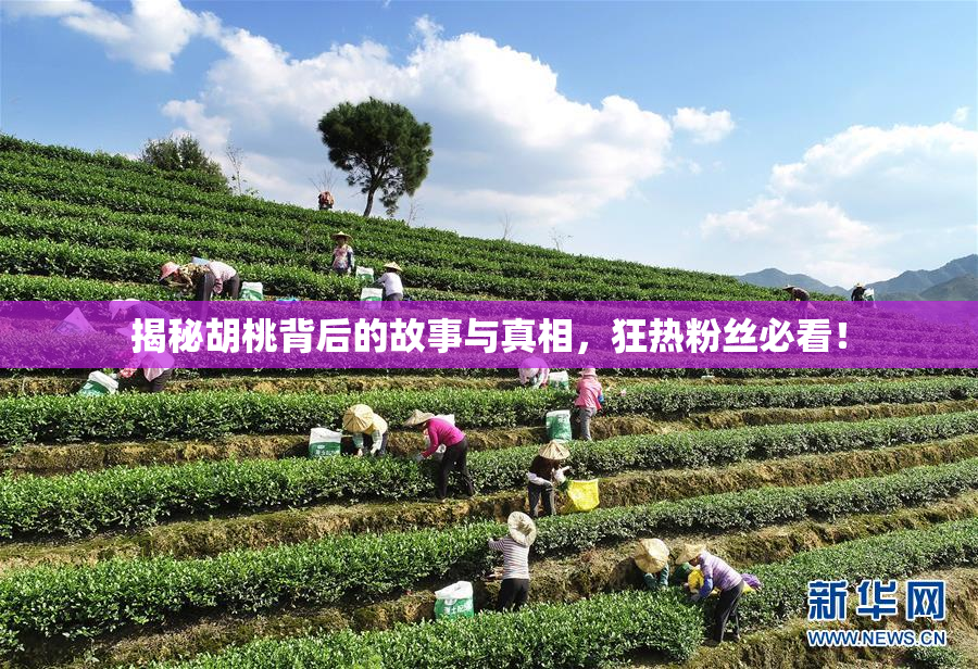 揭秘胡桃背后的故事与真相，狂热粉丝必看！