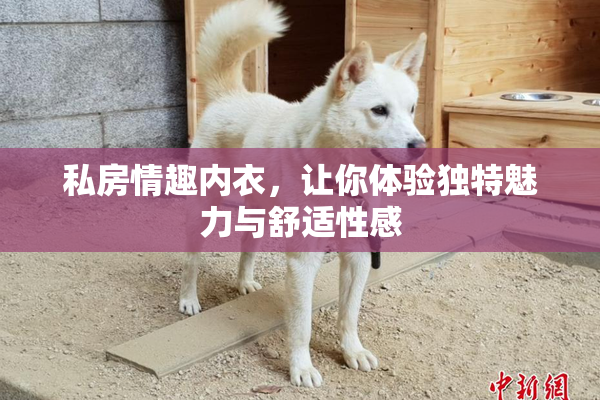 私房情趣内衣，让你体验独特魅力与舒适性感
