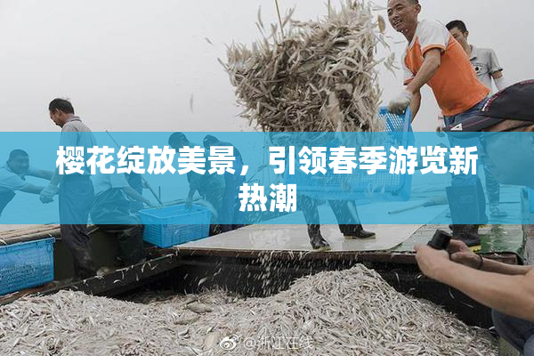 樱花绽放美景，引领春季游览新热潮