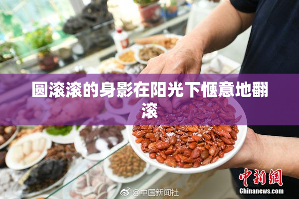 圆滚滚的身影在阳光下惬意地翻滚