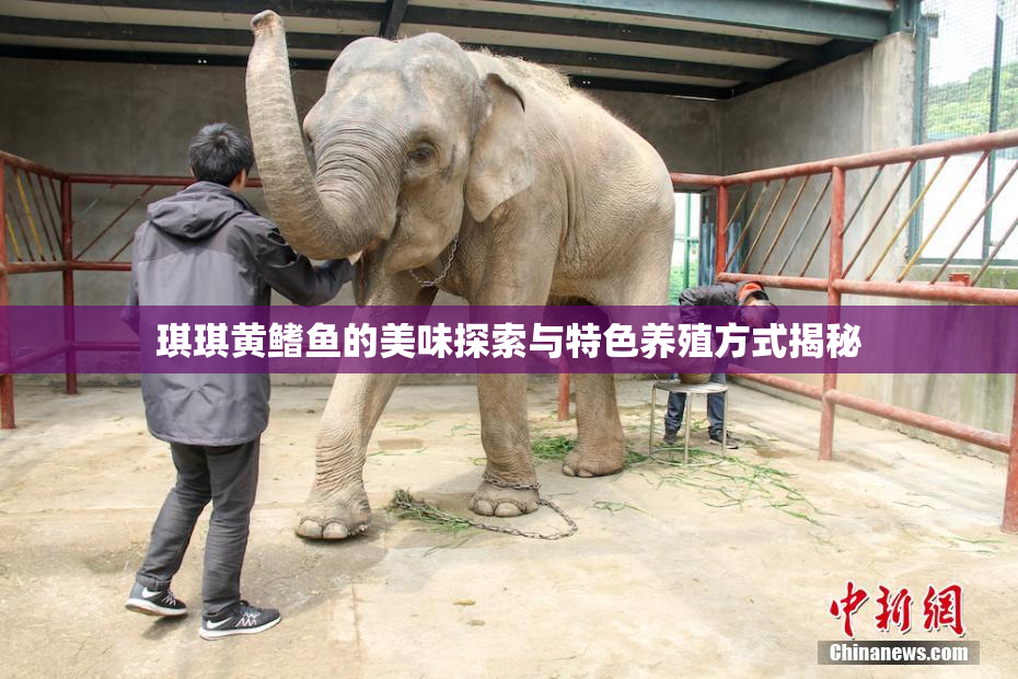 琪琪黄鳍鱼的美味探索与特色养殖方式揭秘