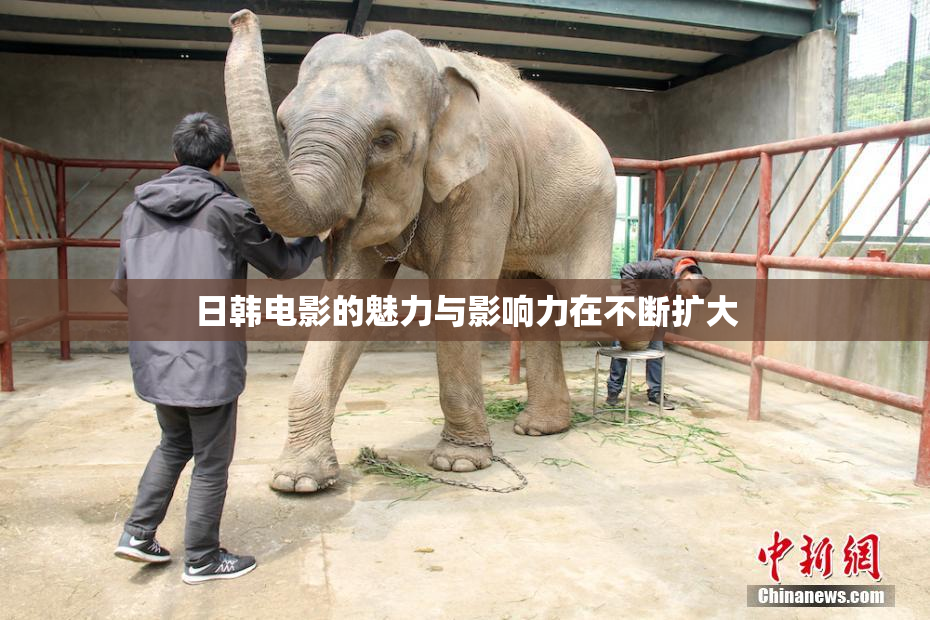 日韩电影的魅力与影响力在不断扩大