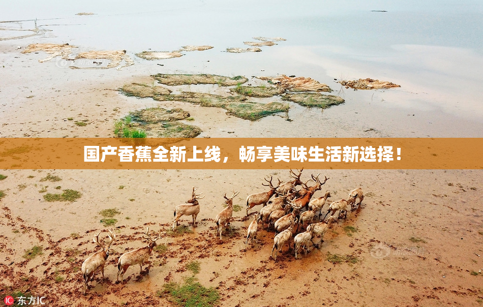 国产香蕉全新上线，畅享美味生活新选择！