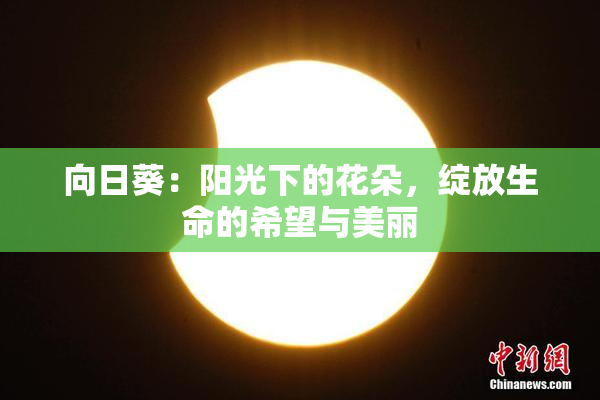 向日葵：阳光下的花朵，绽放生命的希望与美丽