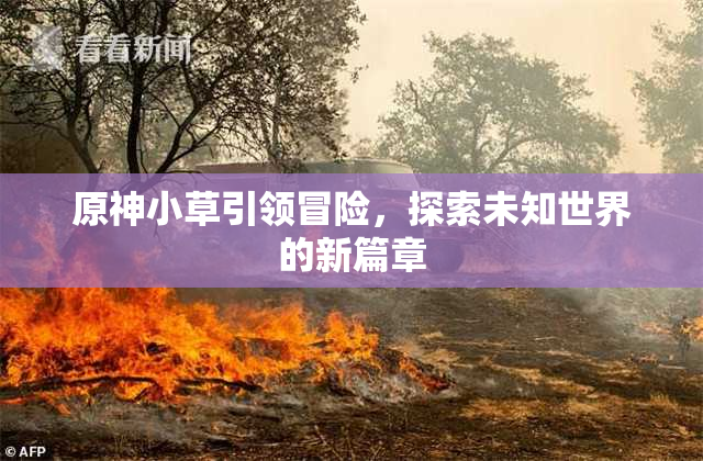 原神小草引领冒险，探索未知世界的新篇章