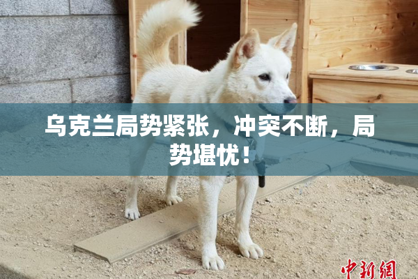 乌克兰局势紧张，冲突不断，局势堪忧！