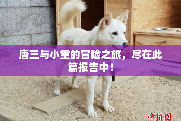 唐三与小重的冒险之旅，尽在此篇报告中！