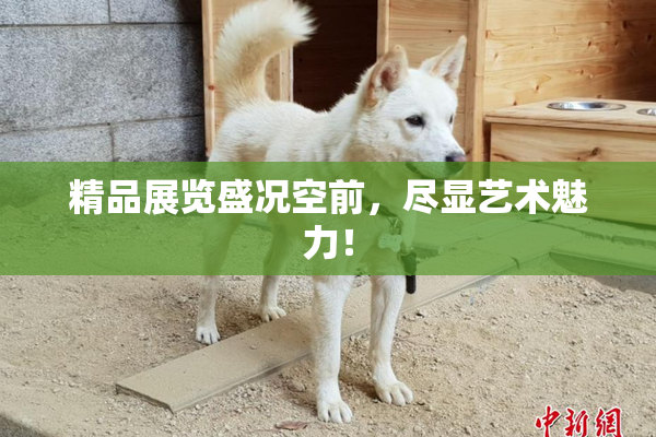 精品展览盛况空前，尽显艺术魅力！