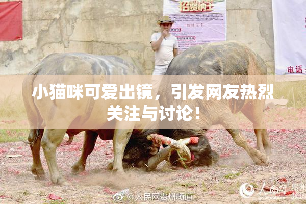小猫咪可爱出镜，引发网友热烈关注与讨论！