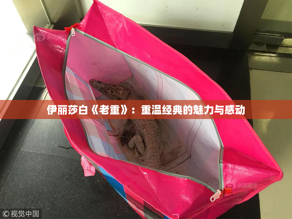 伊丽莎白《老重》：重温经典的魅力与感动