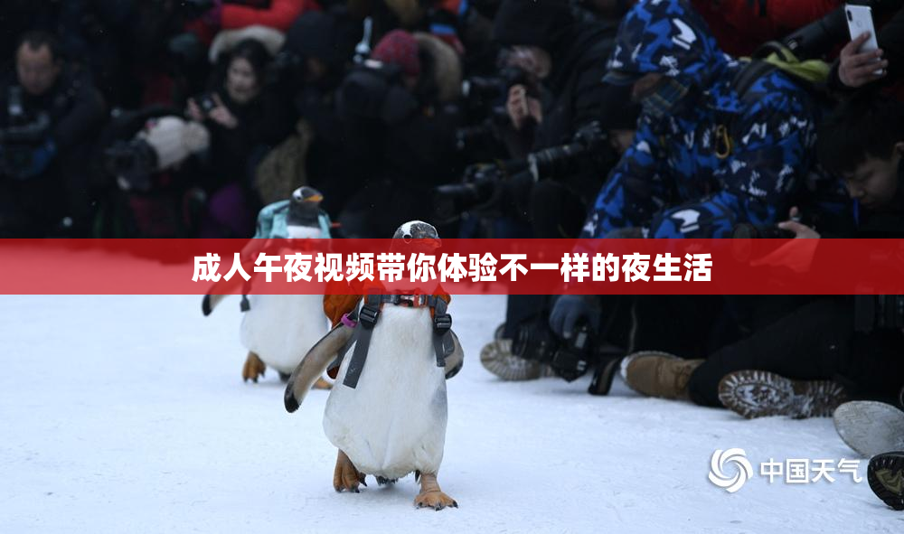 成人午夜视频带你体验不一样的夜生活