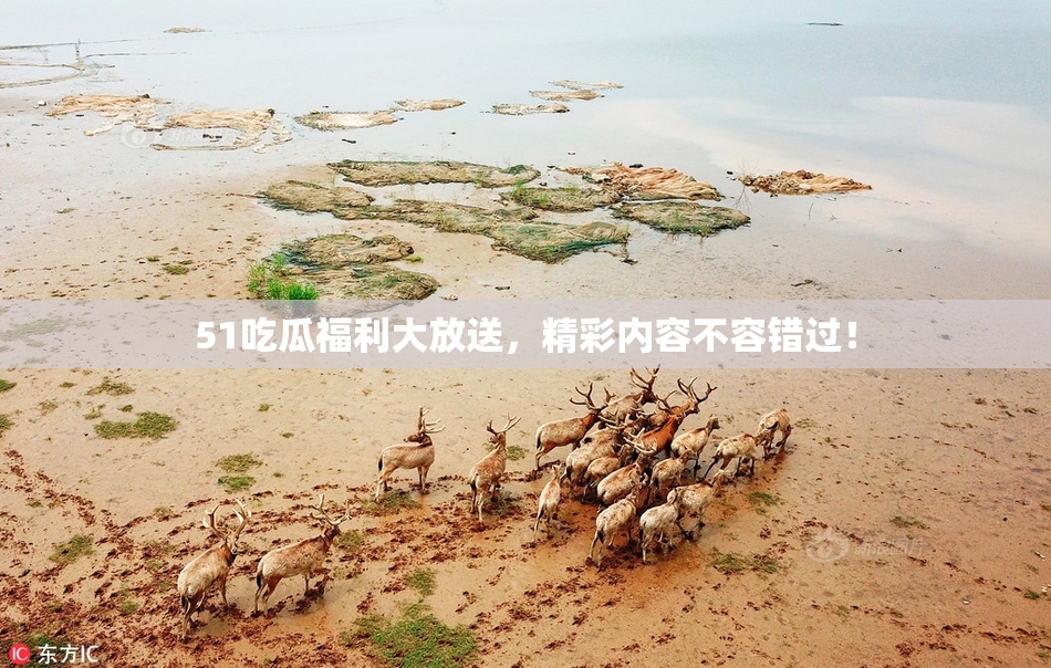 51吃瓜福利大放送，精彩内容不容错过！