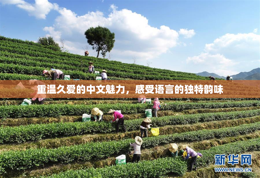 重温久爱的中文魅力，感受语言的独特韵味