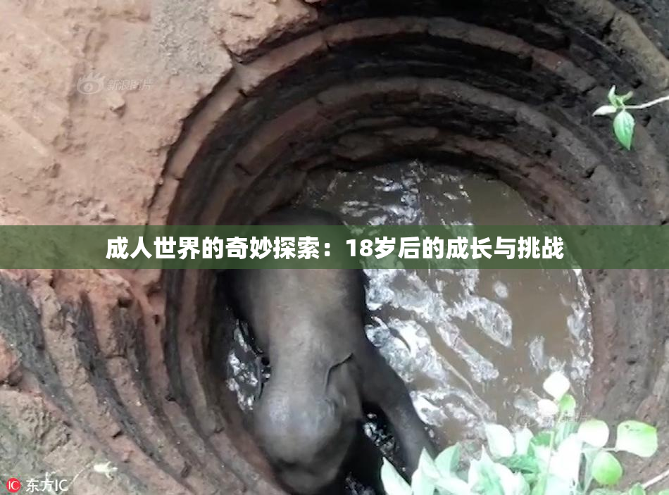 成人世界的奇妙探索：18岁后的成长与挑战