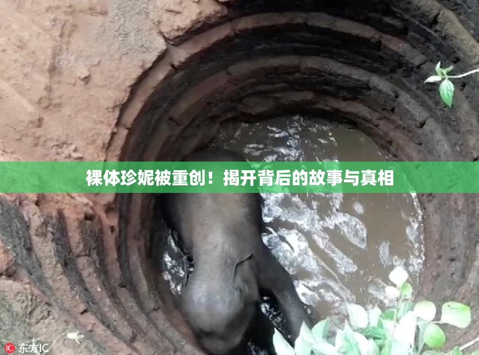 裸体珍妮被重创！揭开背后的故事与真相