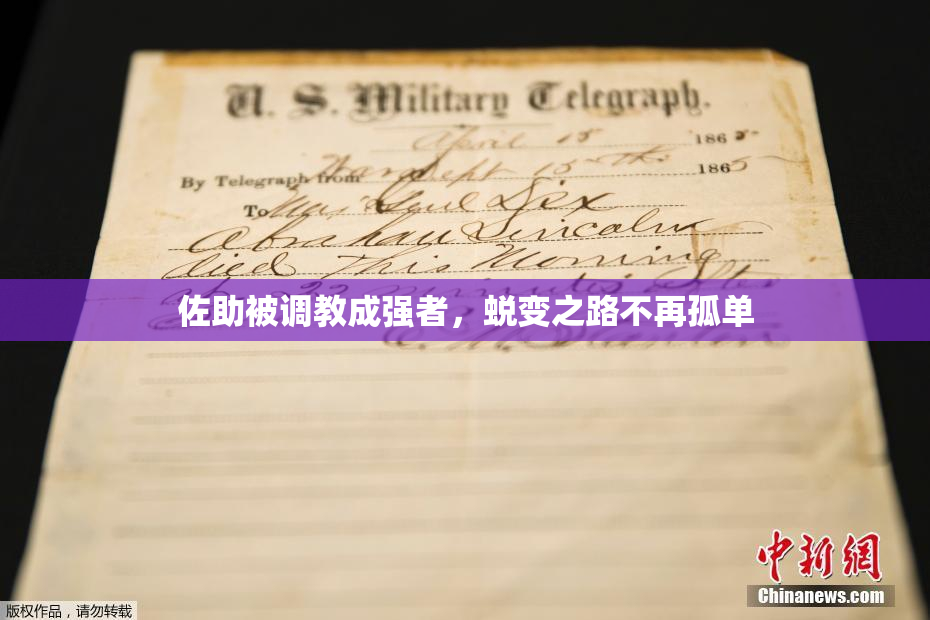 佐助被调教成强者，蜕变之路不再孤单