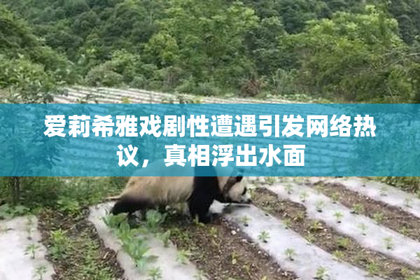 爱莉希雅戏剧性遭遇引发网络热议，真相浮出水面