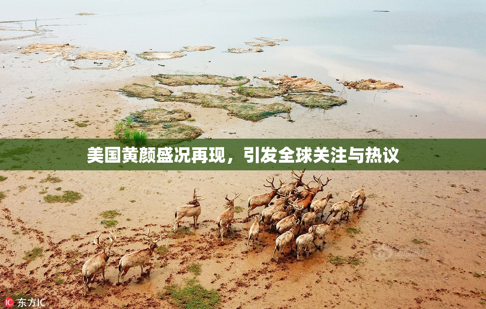 美国黄颜盛况再现，引发全球关注与热议