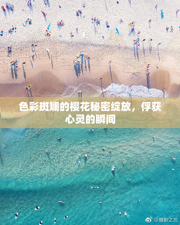 色彩斑斓的樱花秘密绽放，俘获心灵的瞬间