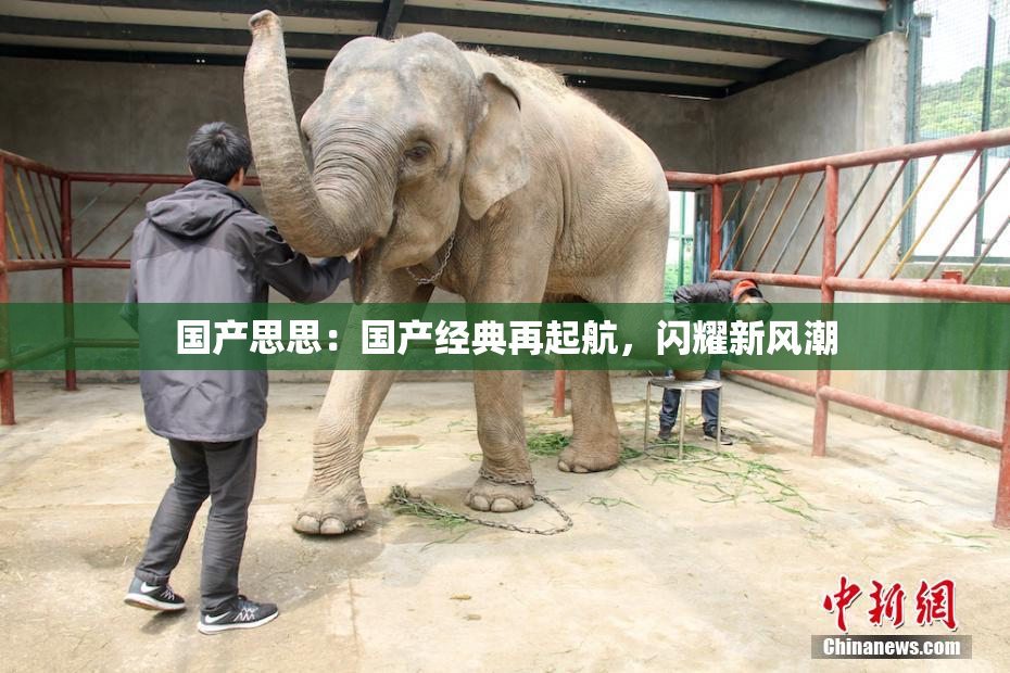 国产思思：国产经典再起航，闪耀新风潮