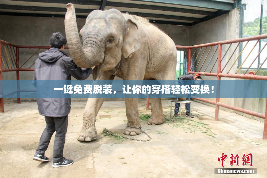 一键免费脱装，让你的穿搭轻松变换！