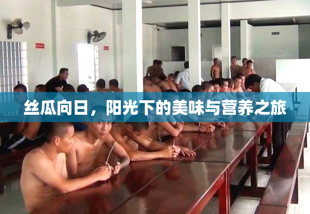 丝瓜向日，阳光下的美味与营养之旅