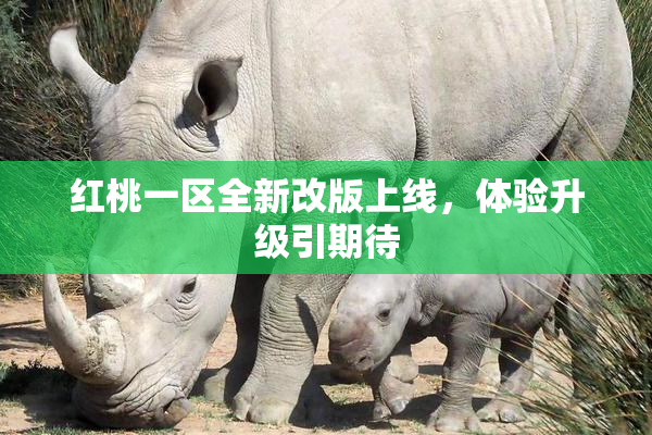 红桃一区全新改版上线，体验升级引期待