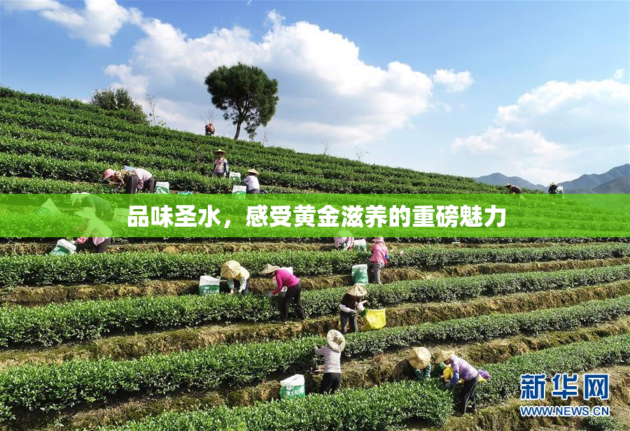 品味圣水，感受黄金滋养的重磅魅力