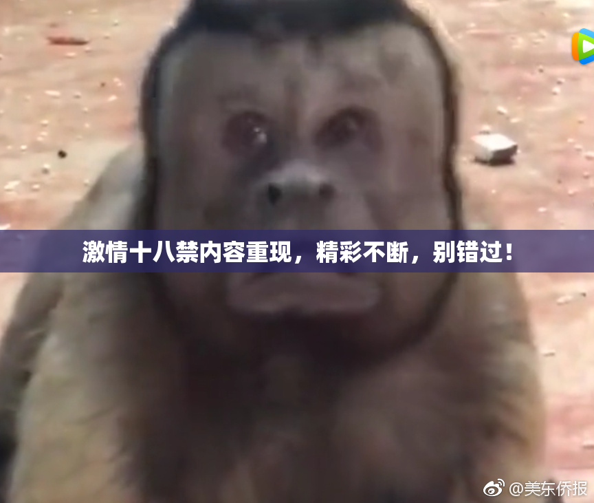 激情十八禁内容重现，精彩不断，别错过！
