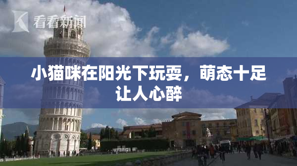 小猫咪在阳光下玩耍，萌态十足让人心醉