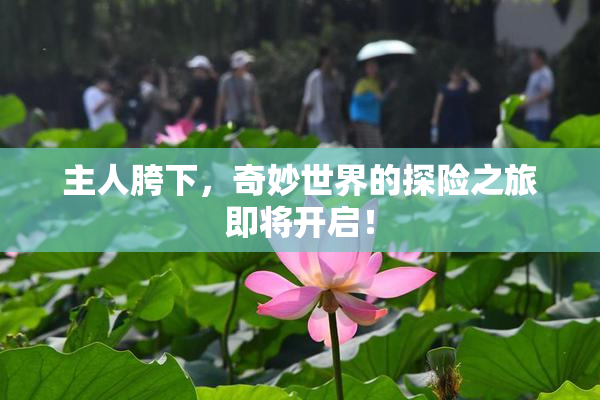 主人胯下，奇妙世界的探险之旅即将开启！