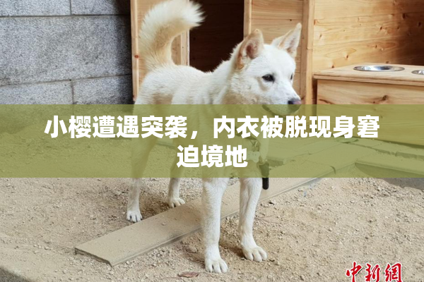 小樱遭遇突袭，内衣被脱现身窘迫境地