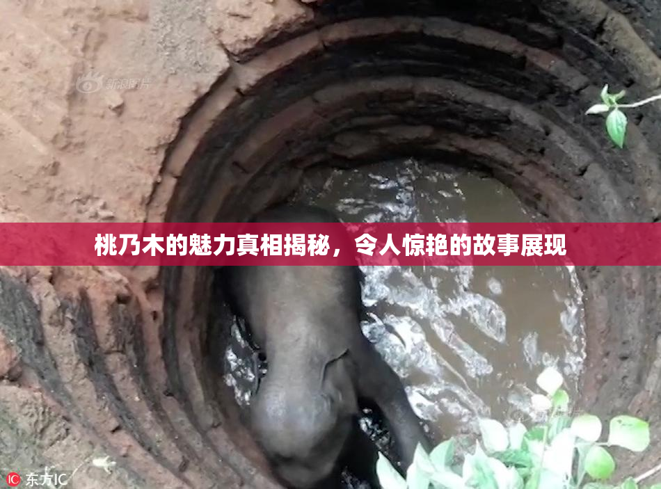 桃乃木的魅力真相揭秘，令人惊艳的故事展现