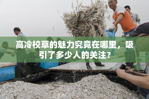 高冷校草的魅力究竟在哪里，吸引了多少人的关注？