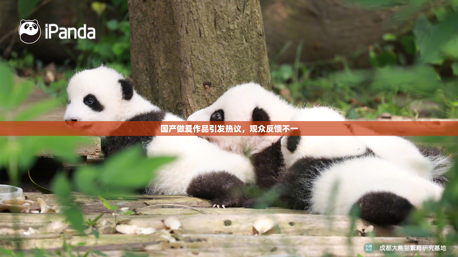 国产做爰作品引发热议，观众反馈不一